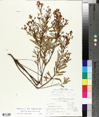 Hypericum densiflorum image