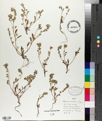 Phacelia curvipes image