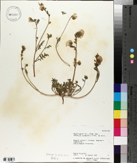 Phacelia fremontii image