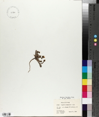 Phacelia fremontii image