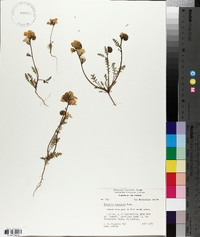 Phacelia fremontii image