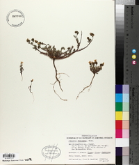 Phacelia fremontii image