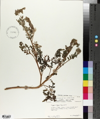 Phacelia floribunda image