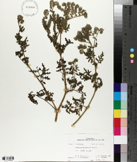 Phacelia floribunda image