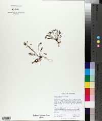 Phacelia dubia image