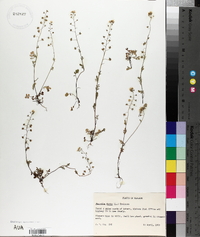 Phacelia dubia image