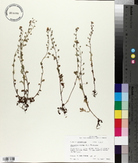 Phacelia dubia image