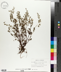 Phacelia dubia image