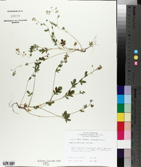 Phacelia dubia image