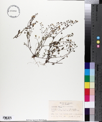 Phacelia dubia image