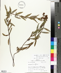 Hypericum densiflorum image