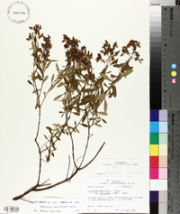 Hypericum densiflorum image