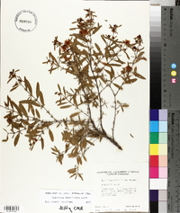 Hypericum densiflorum image