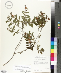 Hypericum densiflorum image