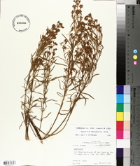 Hypericum densiflorum image