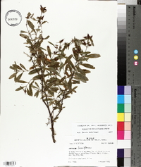 Hypericum densiflorum image