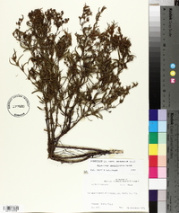 Hypericum densiflorum image