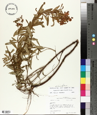 Hypericum densiflorum image