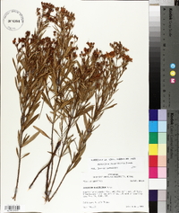 Hypericum densiflorum image