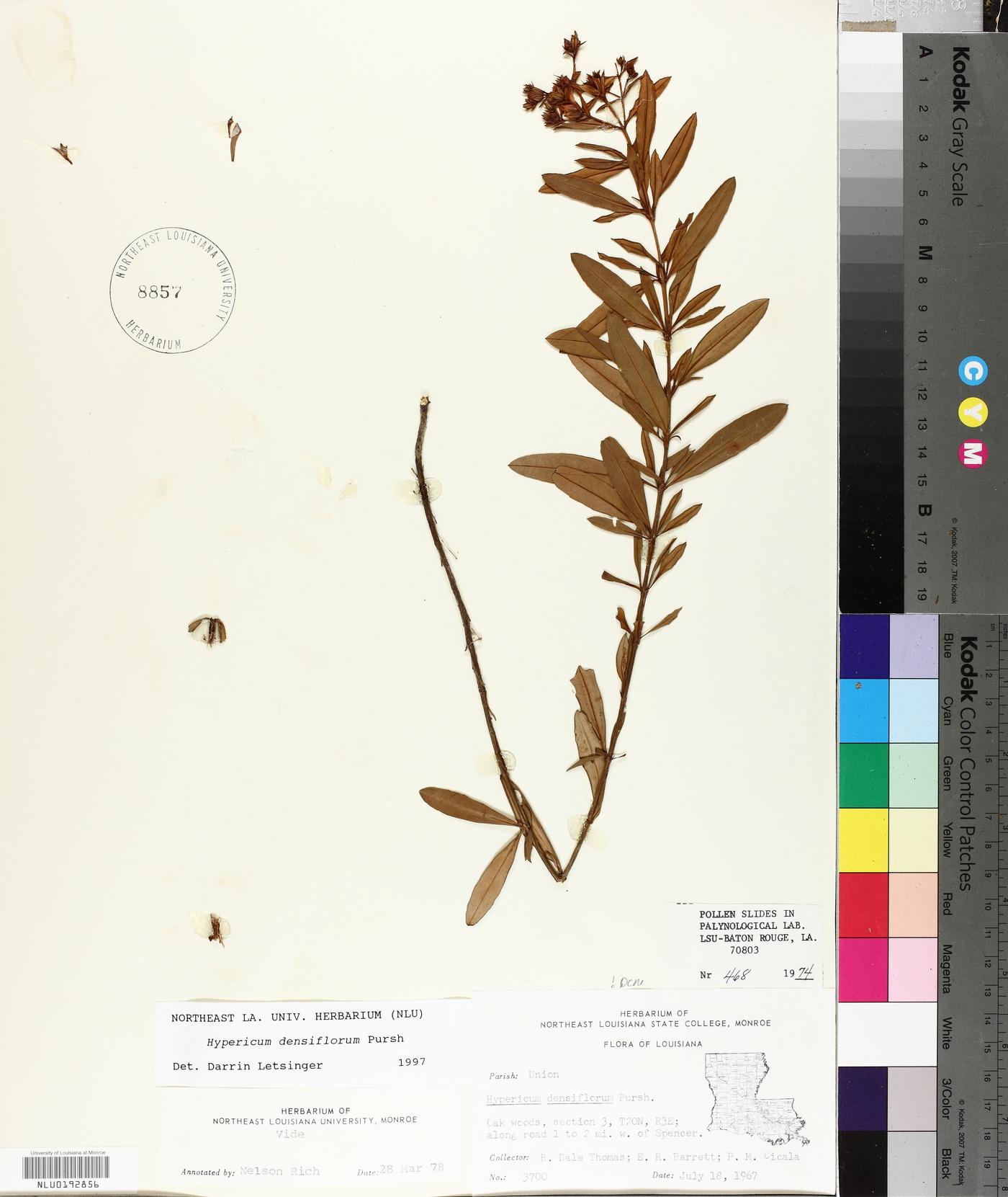 Hypericum densiflorum image