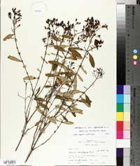 Hypericum densiflorum image