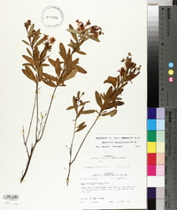 Hypericum densiflorum image