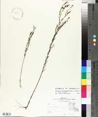Hypericum drummondii image