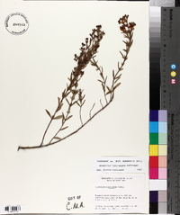 Hypericum lobocarpum image