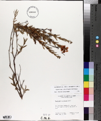 Hypericum lobocarpum image