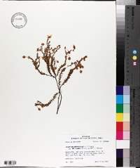 Hypericum hypericoides subsp. multicaule image