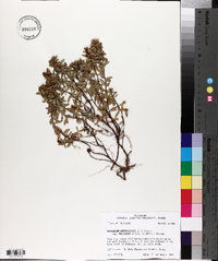 Hypericum hypericoides subsp. multicaule image