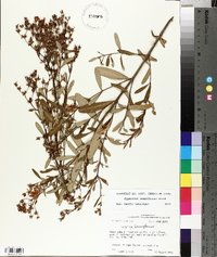 Hypericum densiflorum image