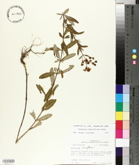 Hypericum densiflorum image