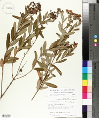 Hypericum densiflorum image