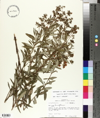 Hypericum densiflorum image