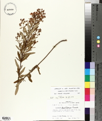 Hypericum densiflorum image