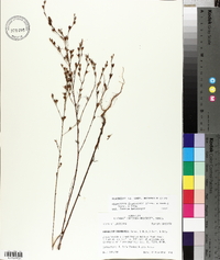 Hypericum drummondii image