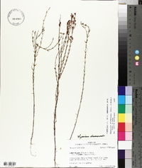 Hypericum drummondii image