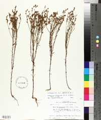 Hypericum drummondii image