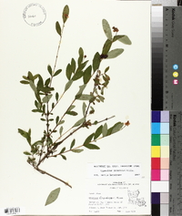 Hypericum frondosum image