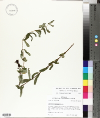 Hypericum frondosum image