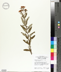 Hypericum frondosum image