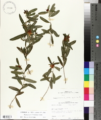 Hypericum frondosum image