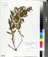 Hypericum frondosum image