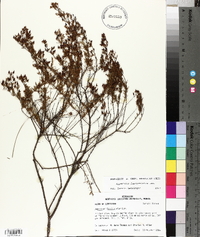 Hypericum fasciculatum image