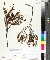 Hypericum fasciculatum image