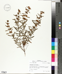 Hypericum fasciculatum image