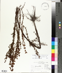 Hypericum fasciculatum image