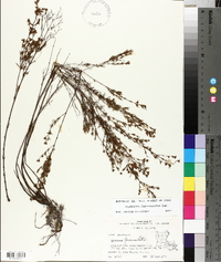 Hypericum fasciculatum image