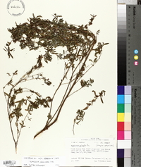 Hypericum galioides image